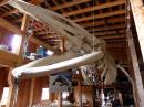 Whale Skeleton in Telegraph Cove Museum: Northern Coast Vancouver Island British Columbia